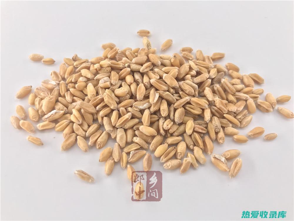 浮小麦的功效和用量：全面的营养成分和治疗应用 (浮小麦的功效和作用主治)